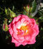 174-02-17 rose photo