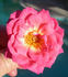 174-02-17 rose photo