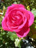 CDXHOR rose photo