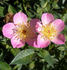 CARXLEB rose photo