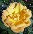 ABDXTYT rose photo