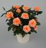 Aprikola Kordana rose photo