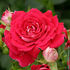 Cerise Flower Circus® rose photo