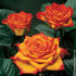 Circus ® rose photo