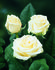 Emely ® rose photo