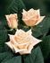 Esther ® rose photo