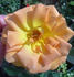 ABDXTYT rose photo