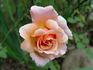 Good News rose photo