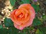 Dorothy Wilson rose photo