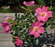 L83 rose photo