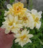 Sunshine Sally rose photo
