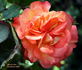 Spice So Nice™ rose photo