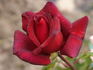 Sommerduft ® rose photo