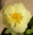ABDXCTSL rose photo