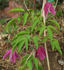 Constance clematis photo
