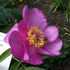 Amalia peony photo