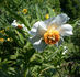 Early Windflower peony photo