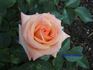 Mobile Jubilee rose photo