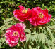 Houki peony photo