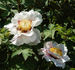 Sir Peter Smithers peony photo