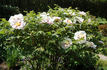 Sir Peter Smithers peony photo