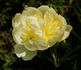 Goldilocks peony photo