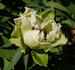 <i>P. ostii</i> T. Hong peony photo