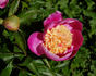 Tamate-Boku peony photo