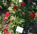 Walter Mains peony photo