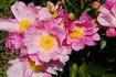 Holbein peony photo