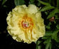 Garden Treasure peony photo