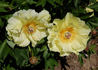 Garden Treasure peony photo