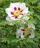 Sir Peter Smithers peony photo