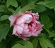 Jeanne d'Arc peony photo