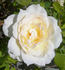 Callista rose photo