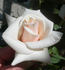 CDXLUB rose photo