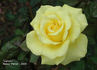 Lanvin rose photo