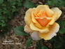 Sensation rose photo