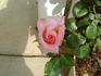 Billy Graham ™ rose photo