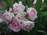 Honey Chile rose photo