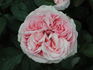 English Sachet ™ rose photo