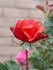 Arkansas rose photo