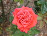 Arkansas rose photo