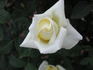 Buttercream rose photo