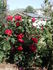 Waldfee rose photo