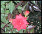 Elvis rose photo