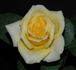Top Contender rose photo
