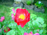 Ramirez-LXR rose photo