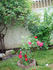 Ramirez-LXR rose photo