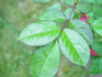 Ramirez-LXR rose photo